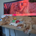 2025 Smart Cat Ball - Self-Rolling Interactive Toy with LED Lights