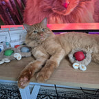 2025 Smart Cat Ball - Self-Rolling Interactive Toy with LED Lights