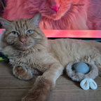2025 Smart Cat Ball - Self-Rolling Interactive Toy with LED Lights