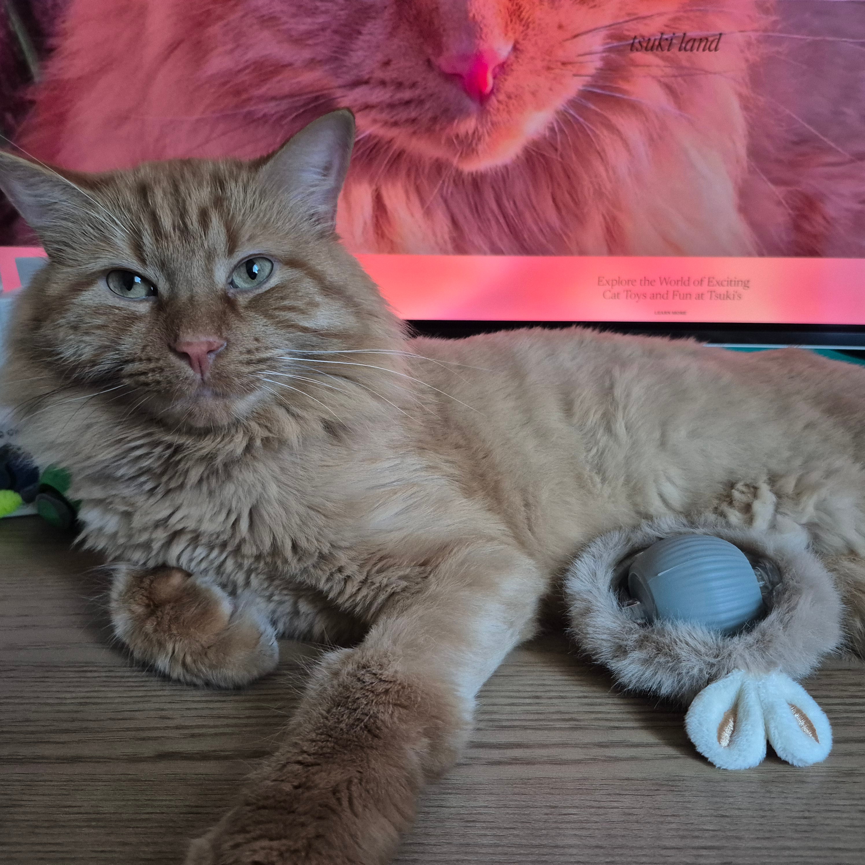 2025 Smart Cat Ball - Self-Rolling Interactive Toy with LED Lights