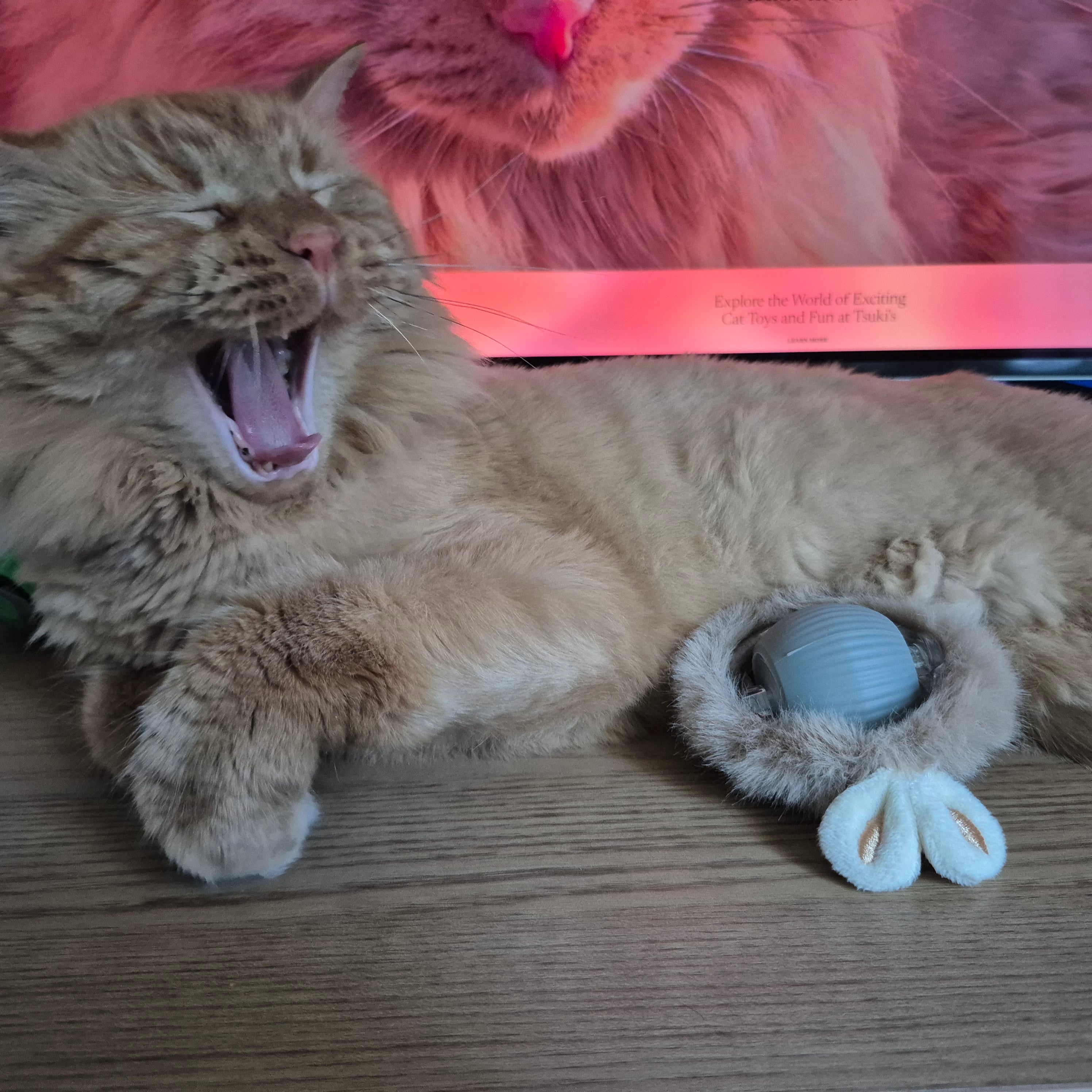 2025 Smart Cat Ball - Self-Rolling Interactive Toy with LED Lights