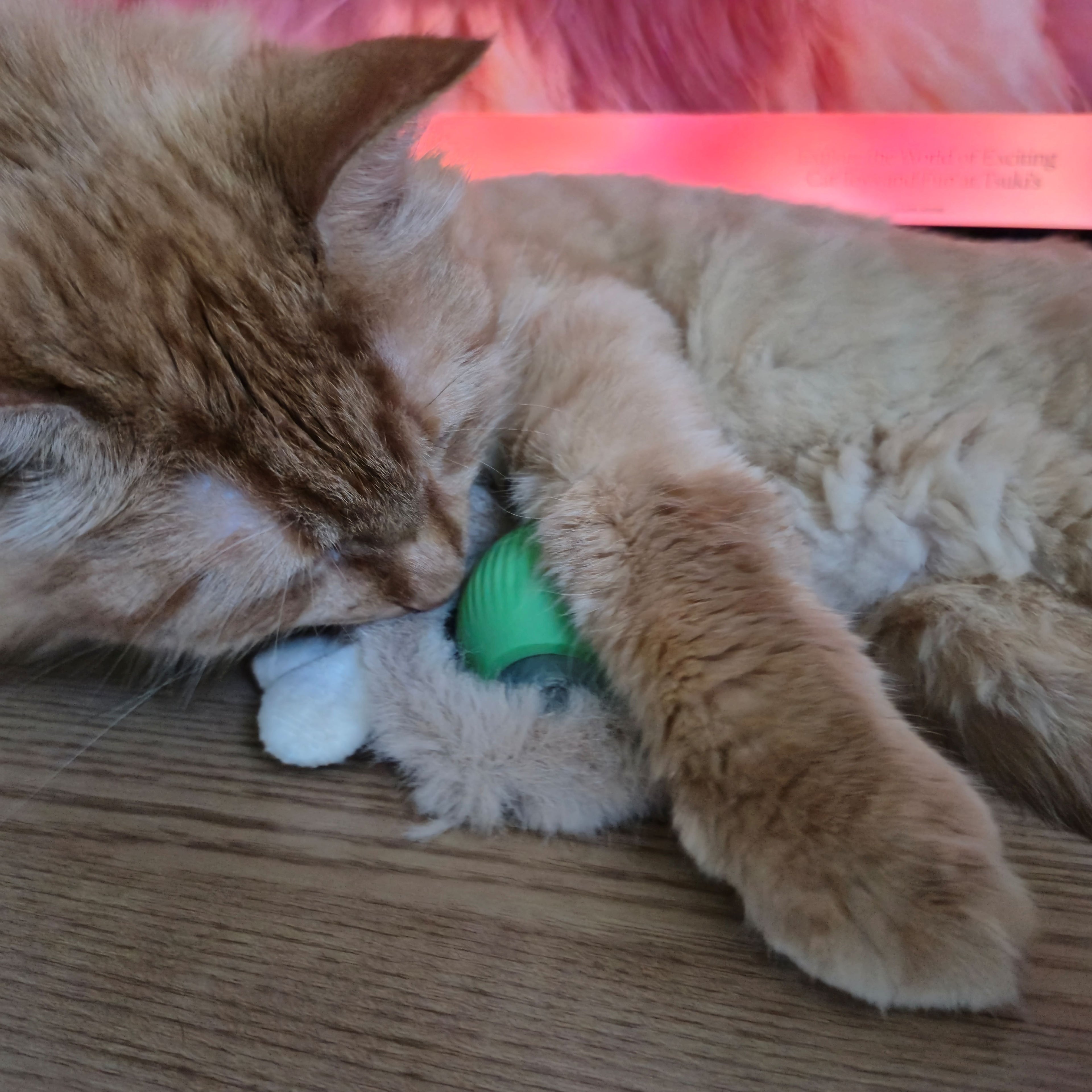 2025 Smart Cat Ball - Self-Rolling Interactive Toy with LED Lights