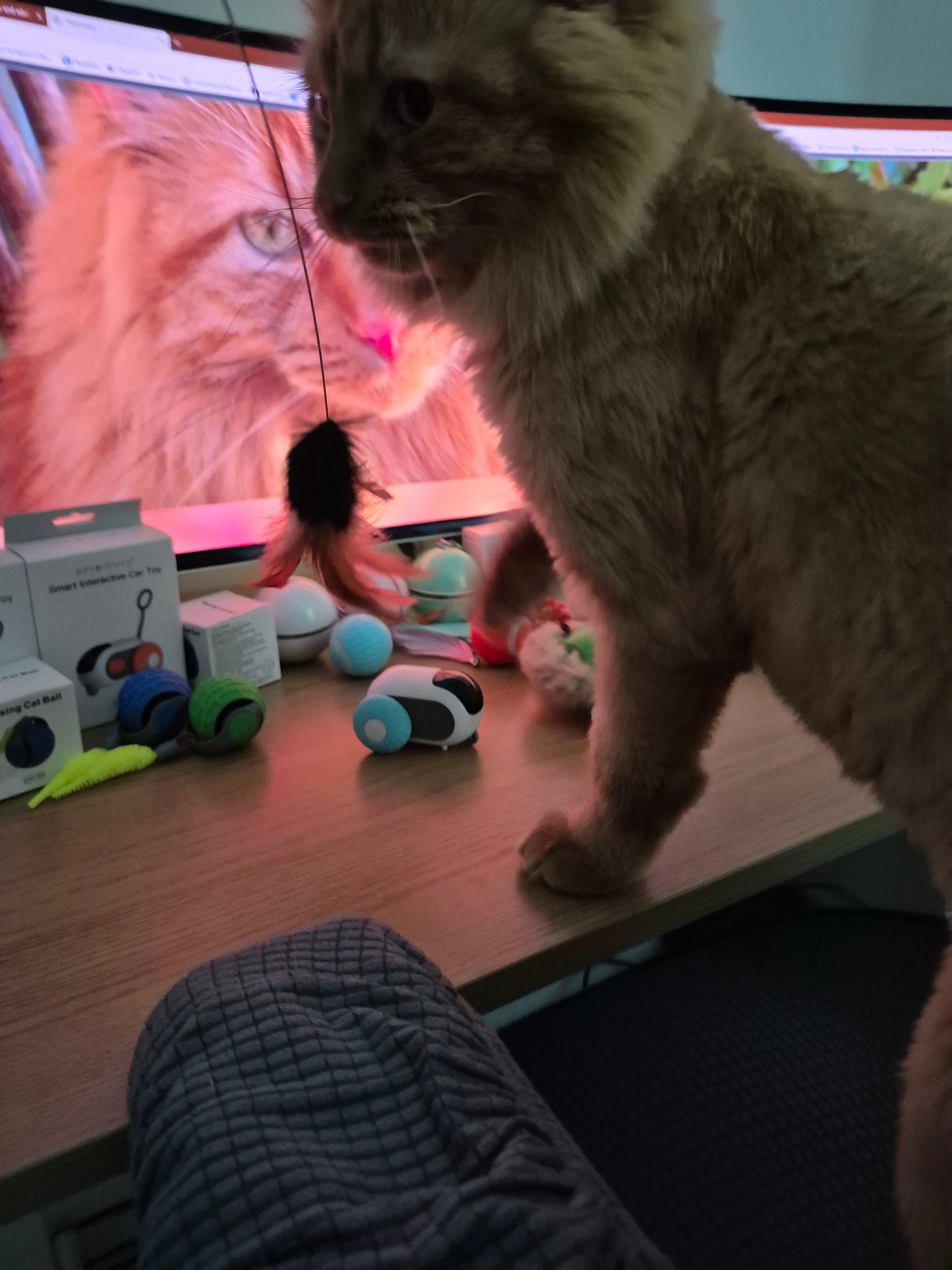 Interactive Cat Toy - Eco-Friendly Steel Wire & Feather Ball Teaser