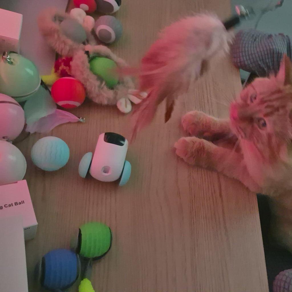 Dog playing with a feather toy on a table with various items around