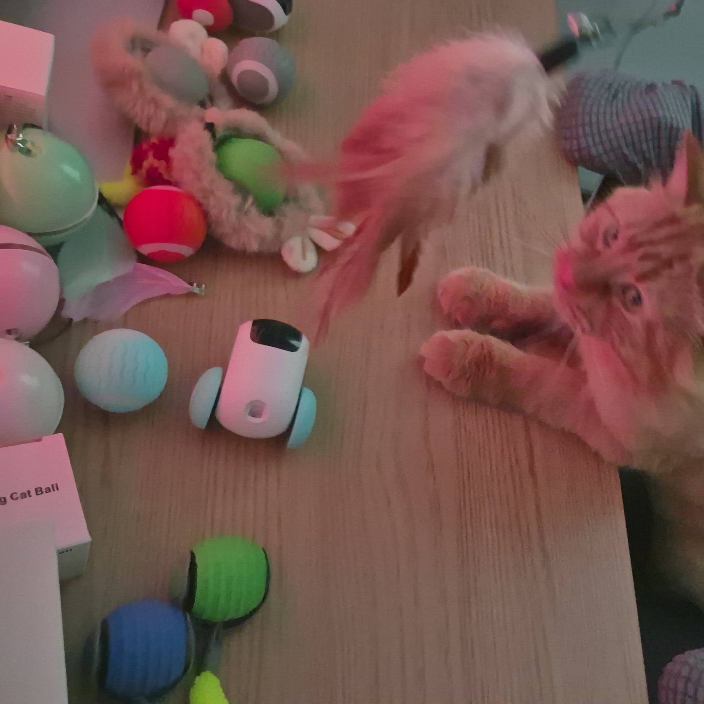 Dog playing with a feather toy on a table with various items around