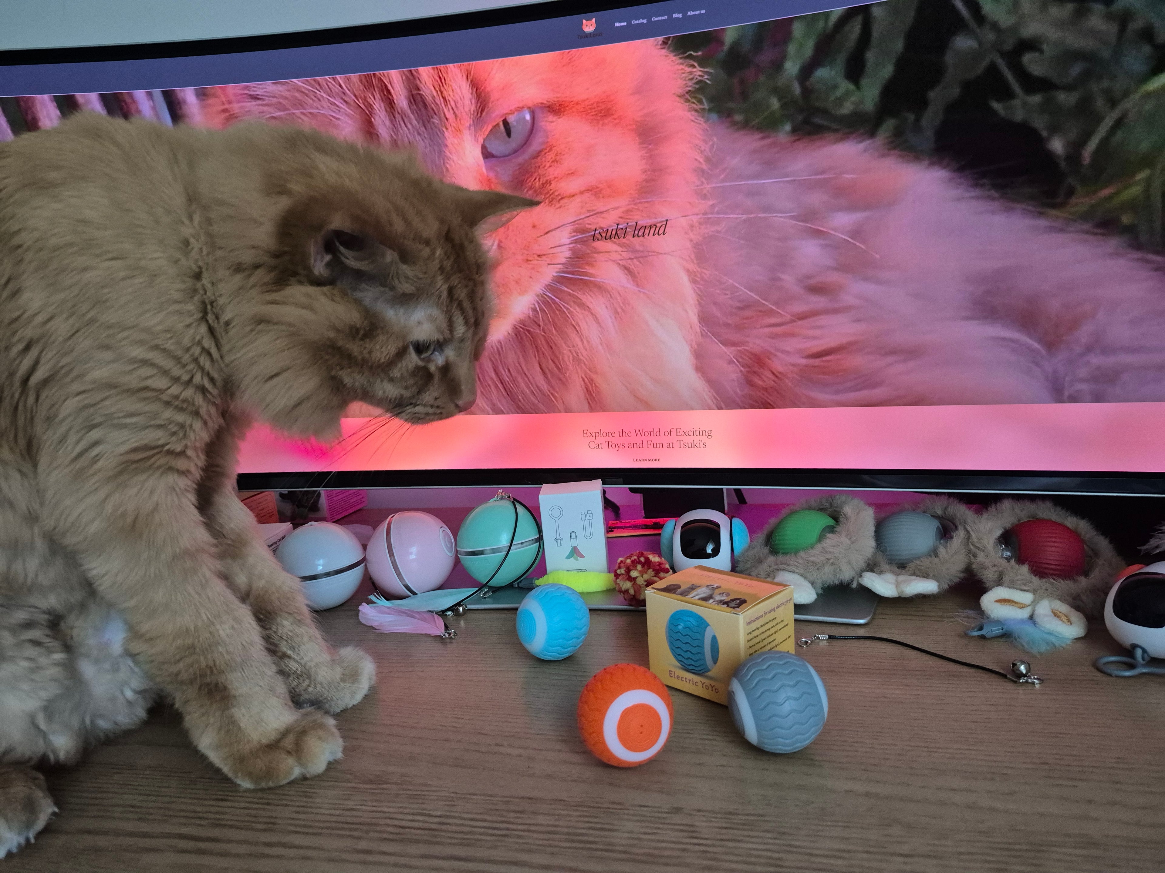 Cat interacting with a computer screen displaying a colorful product layout.