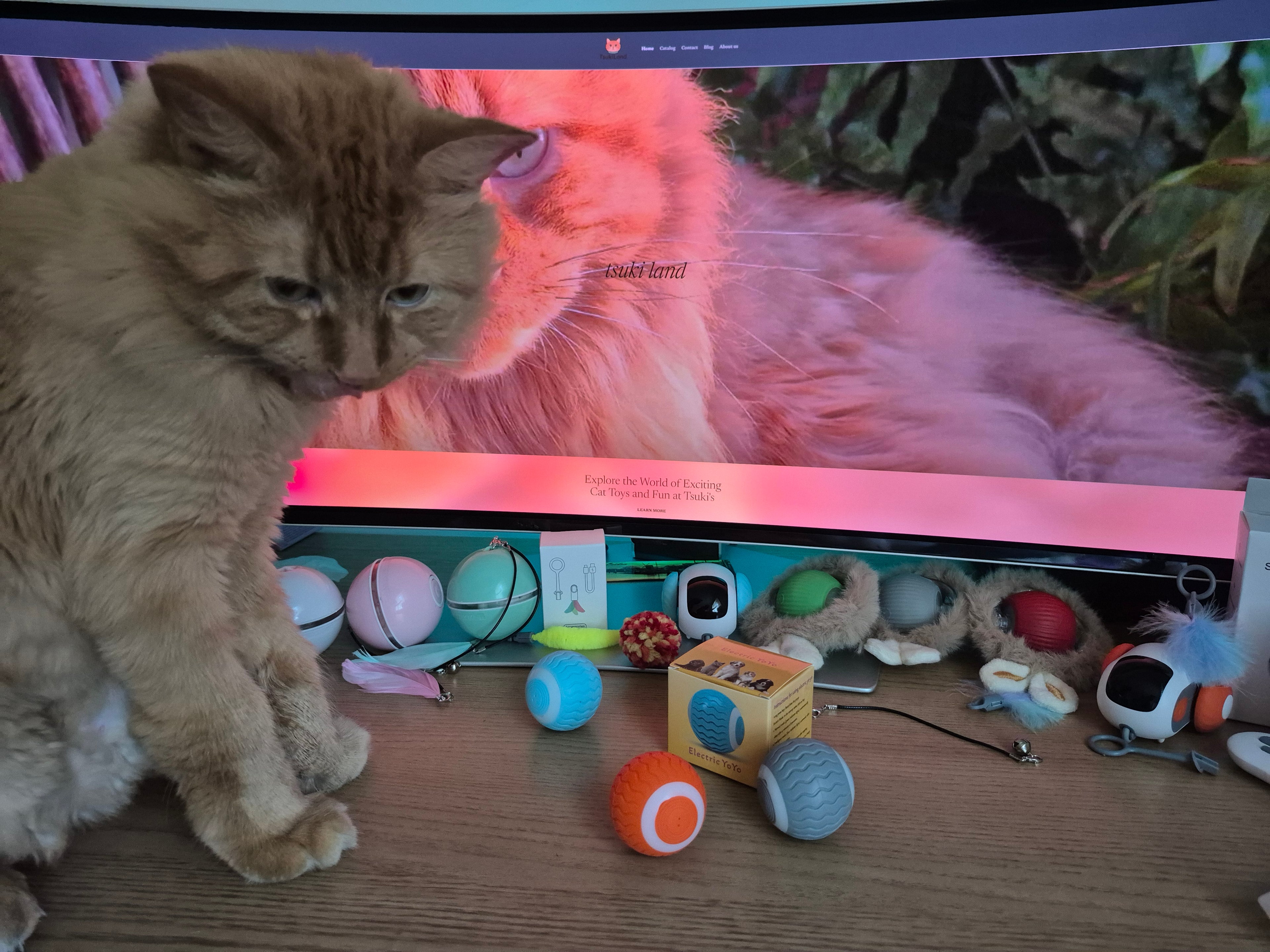 Cat interacting with a computer screen displaying a colorful toy arrangement.