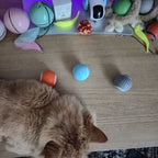 Cat playing with various toys on a wooden floor