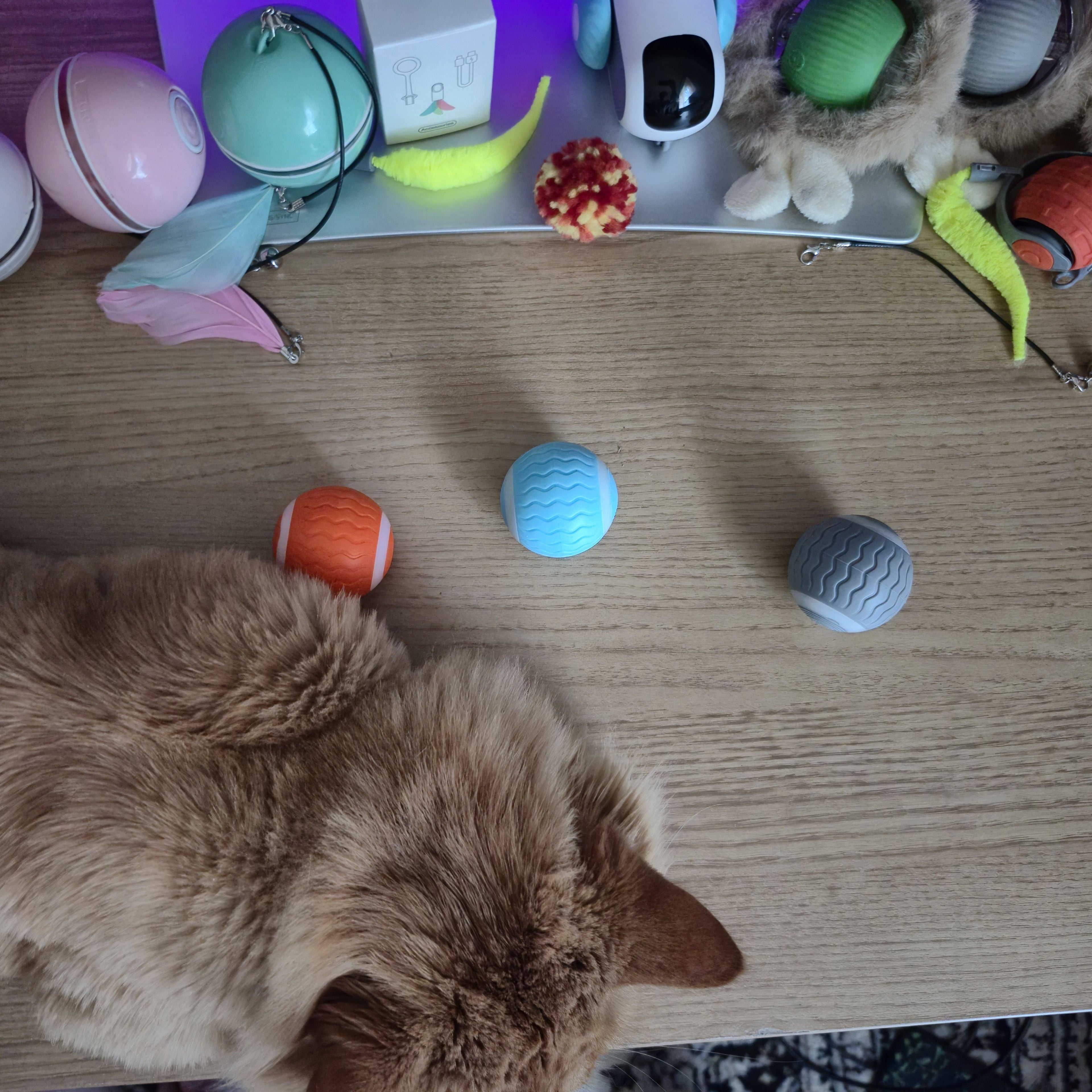 Cat playing with various toys on a wooden floor