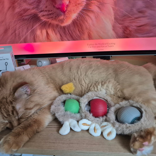 Cat sleeping on a wooden surface with a catnip toy next to it, in front of a computer screen.