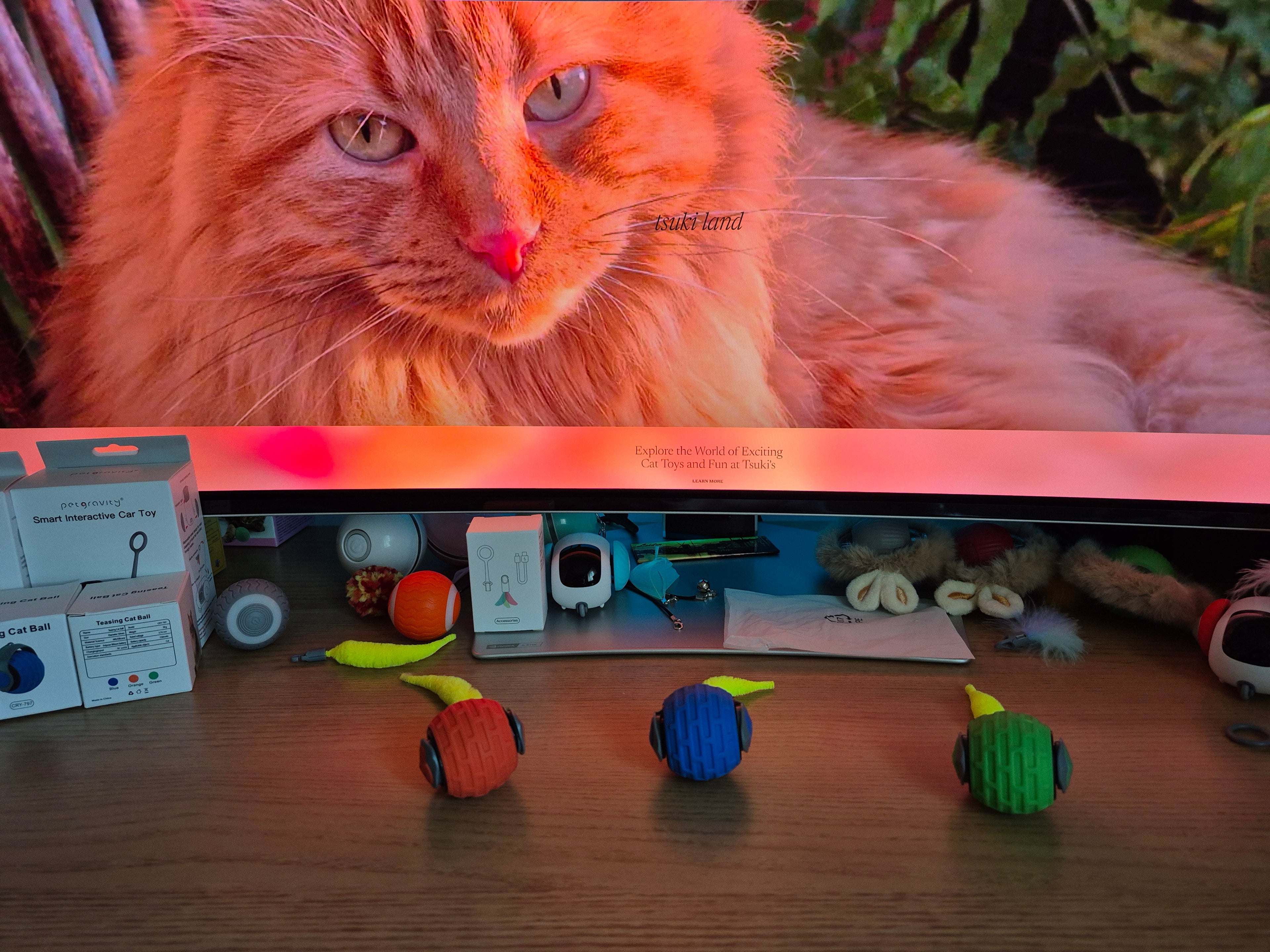 Close-up of a cat looking up at a shelf with various cat toys on a wooden floor.