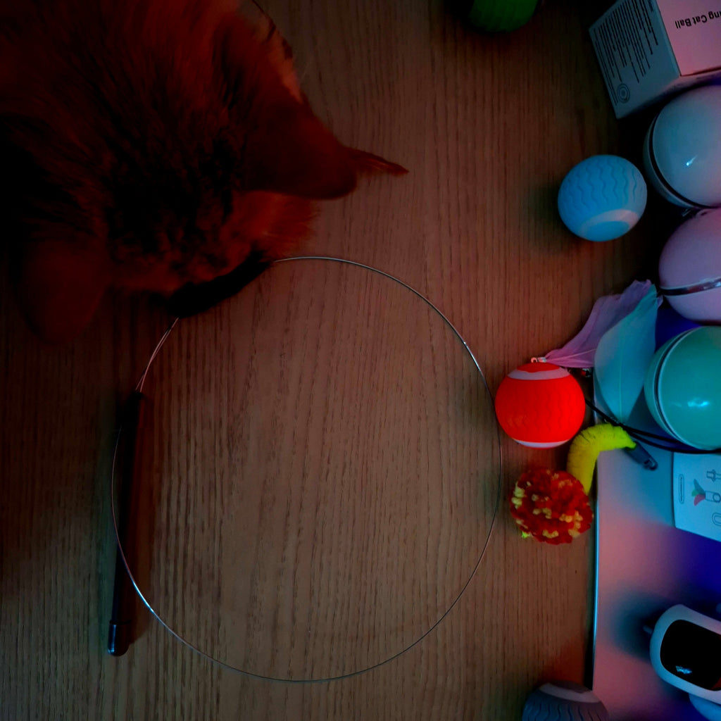 Cat playing with a clear plastic ball on a wooden floor with various toys in the background.