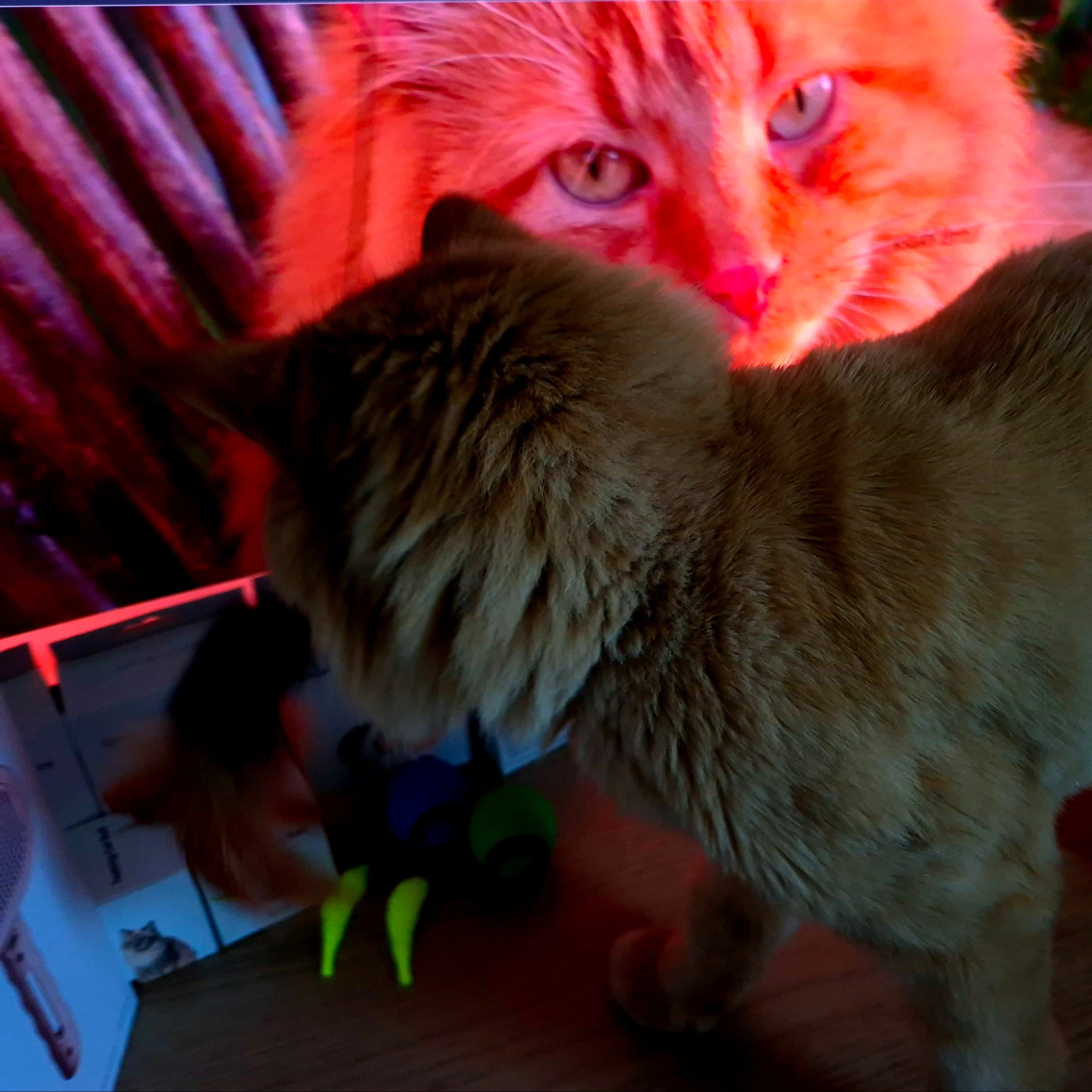 Cat looking at a computer screen displaying an image of another cat.