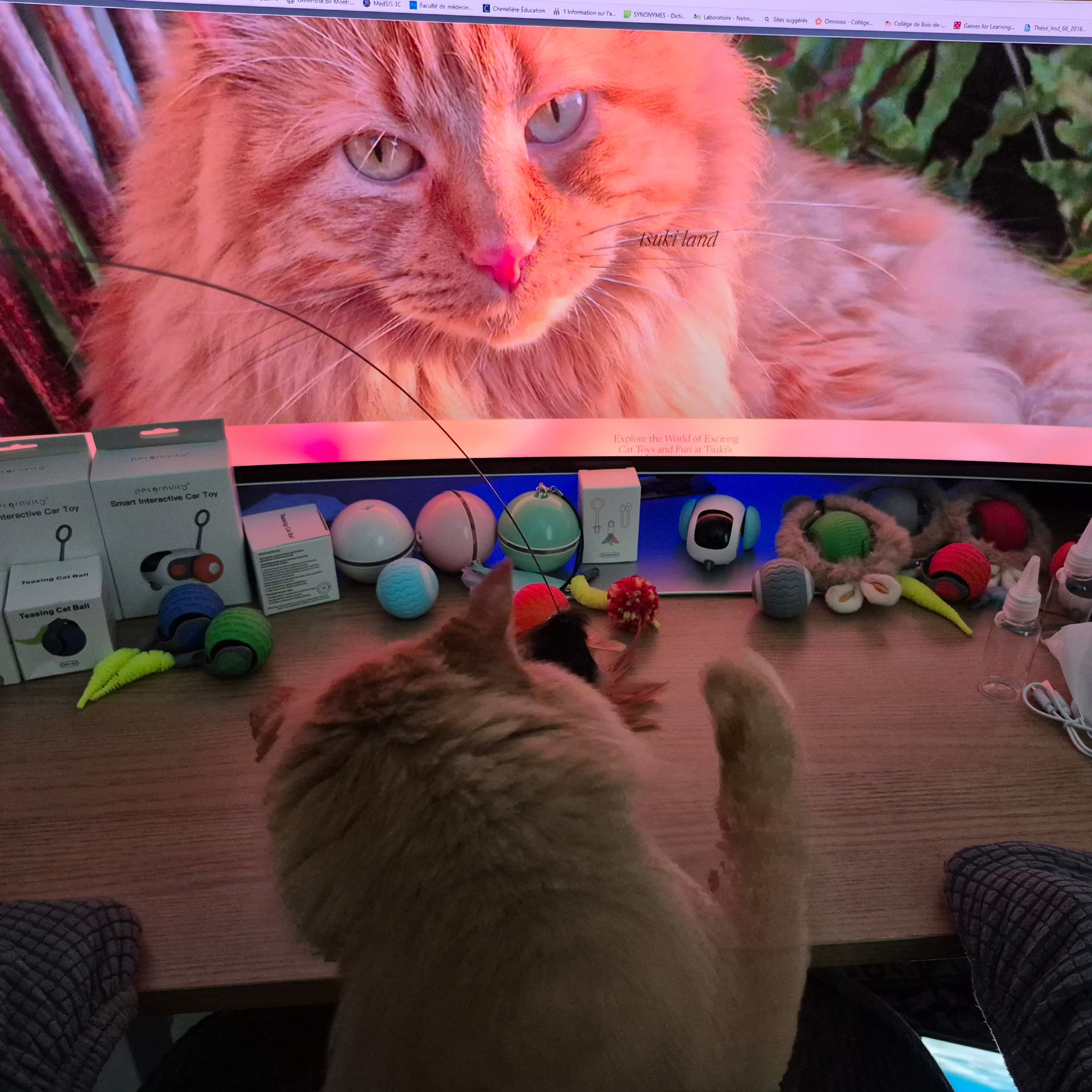 Cat interacting with a computer screen displaying an image of a cat, with various cat toys on a desk.