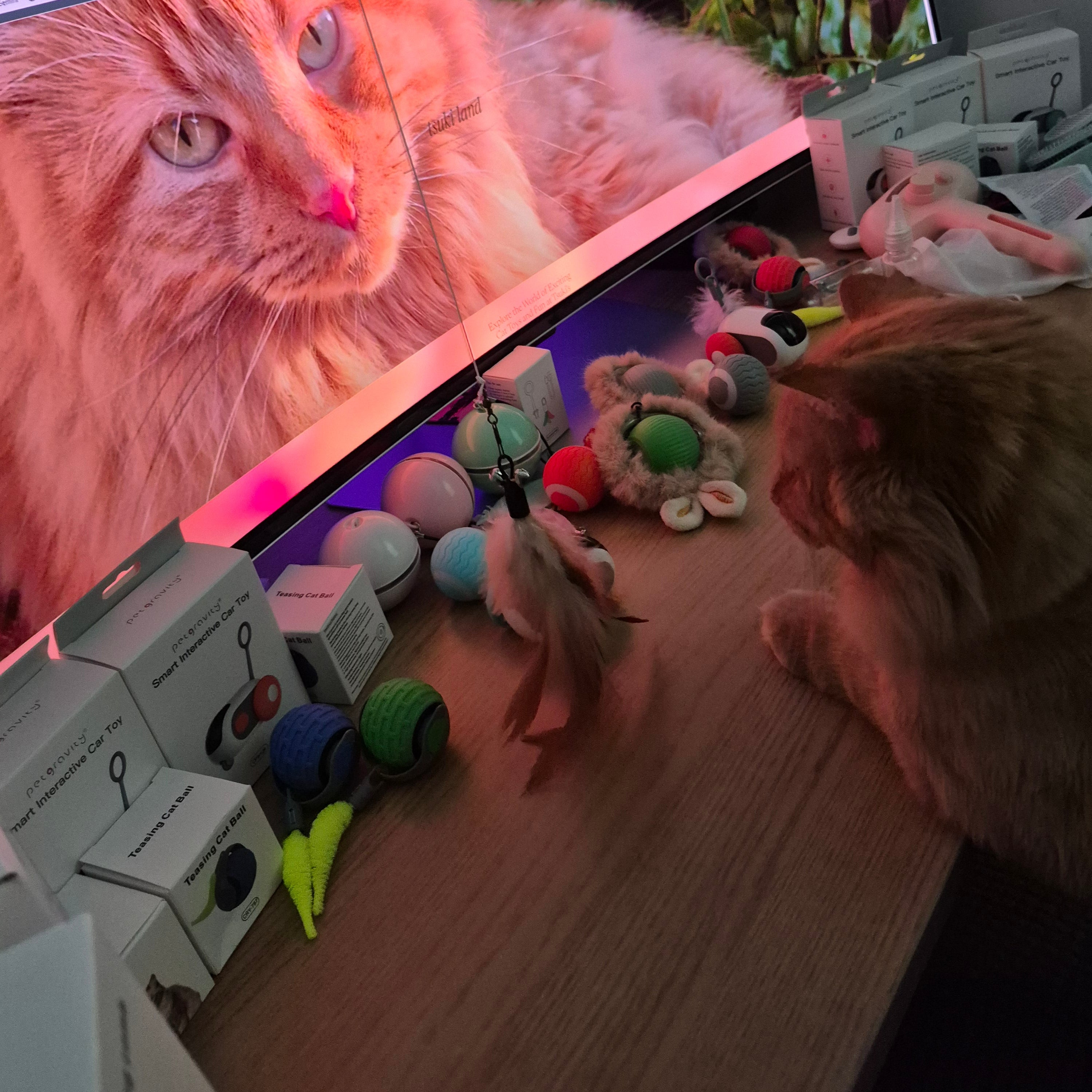 Cat looking at a computer screen with a colorful toy on a wooden surface