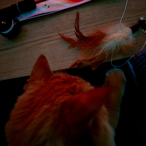 Orange cat playing with a feather toy on a wooden surface