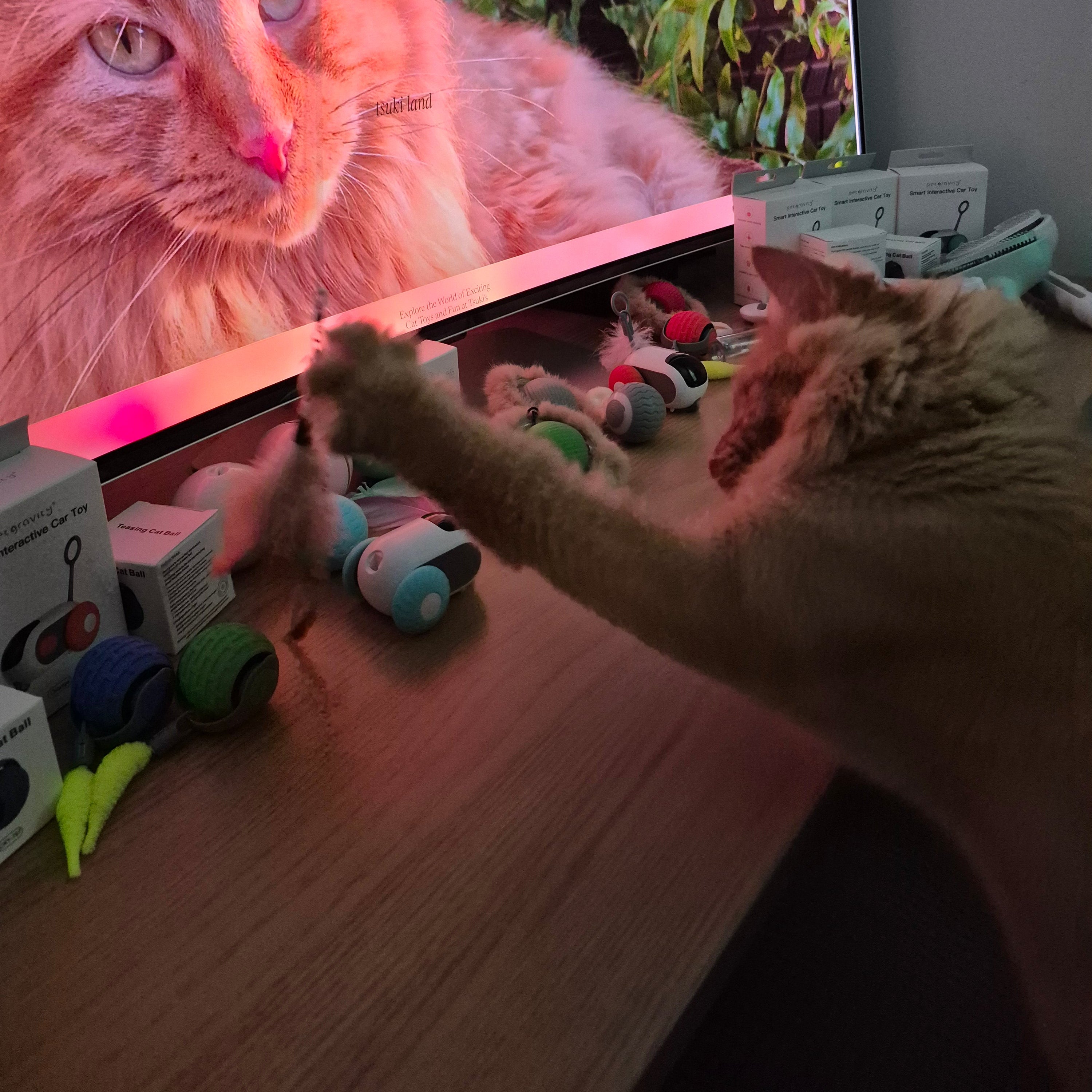 Cat interacting with a screen displaying another cat, with toys on a table below.